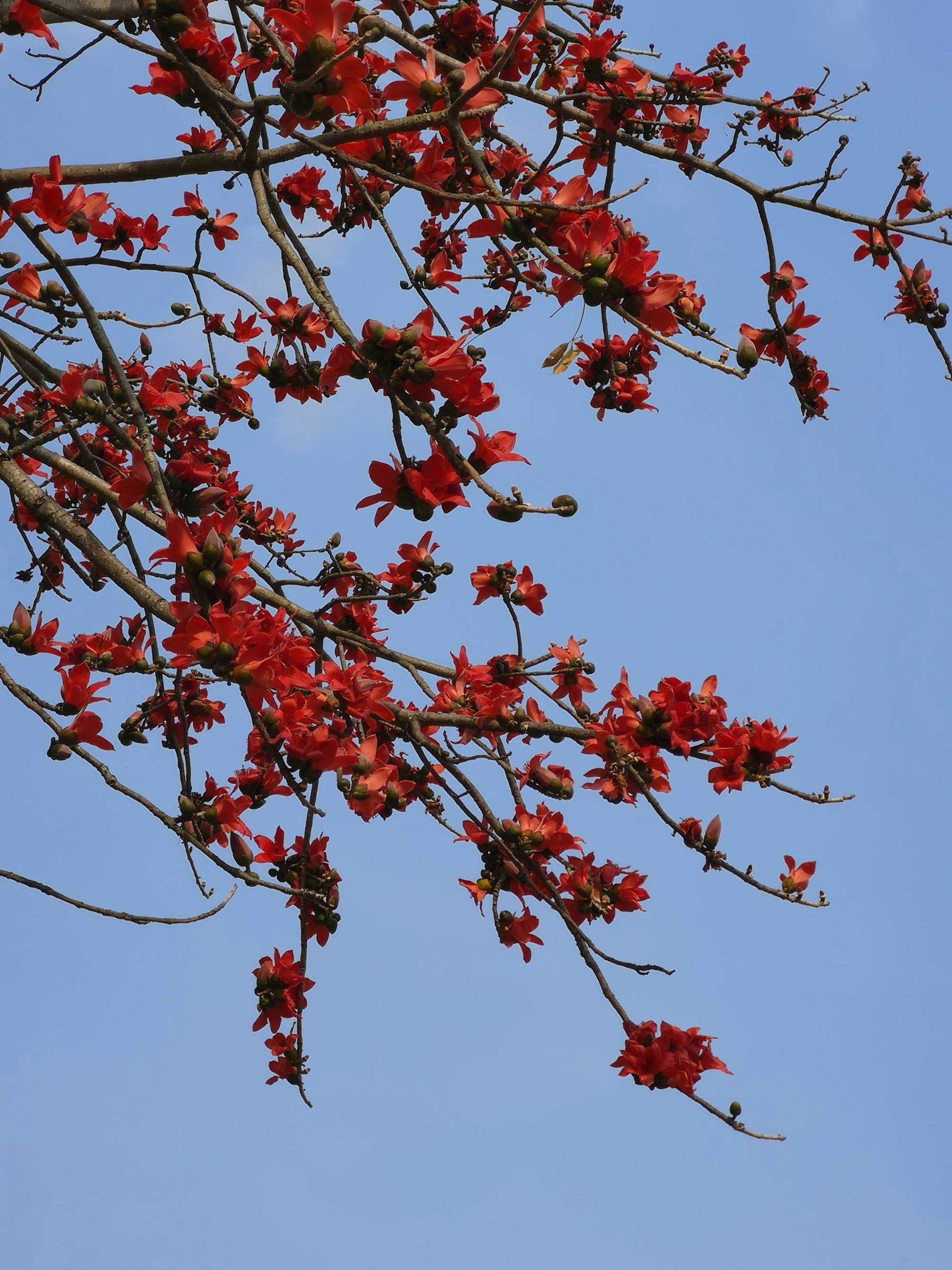 木棉与鹎