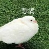 九棕安【懒癌】