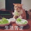 一条匿名青花鱼